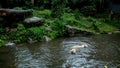 Two white tigers swim in a lake in the jungles of Asia Royalty Free Stock Photo