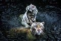 Two White Tigers Royalty Free Stock Photo