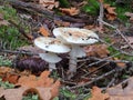 Two white toadstools growing in the autumn forest Royalty Free Stock Photo