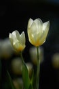 Two white tulips on a dark background. Spring perennial flowering plants grown as ornaments for its beauty and floral