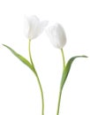 Two white Tulips isolated on white background Royalty Free Stock Photo