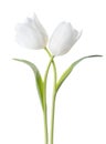 Two white Tulips isolated on white background
