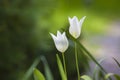 Two white tulips outside on field