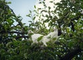 Two white turtle doves Streptopelia roseogrisea sitting on tree branch. Couple of these birds is symbol of romantic love. Royalty Free Stock Photo