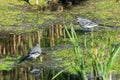 Two White Wagtails or Motacilla alba on swamp.