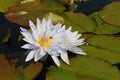 Two white water lilies Royalty Free Stock Photo