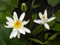 Two white water lilies in the lake Royalty Free Stock Photo