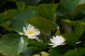 Two white water lilies or Lotus in large numbers greenery on the lake, water plants and flowers Royalty Free Stock Photo