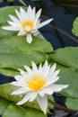 Two white water lillies Royalty Free Stock Photo