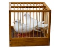 Two white wedding dove in a cage. Royalty Free Stock Photo