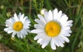 Two white wild chamomile. Blooming white daisies Royalty Free Stock Photo