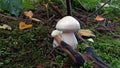 Two white wild mushrooms in a moss. Royalty Free Stock Photo