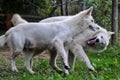 Two white adult wolf fighting and biting each other Royalty Free Stock Photo