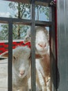 Two white Wolly sheep faces up close Royalty Free Stock Photo