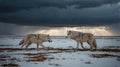 Two Arctic Wolves Facing Each Other in Snowy Landscape Under a Dramatic Sky Royalty Free Stock Photo