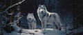 Two white wolves in a winter forest