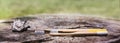 Two white and yellow eco friendly bamboo wooden toothbrushes on wooden background with shell. Plastic free sustainable