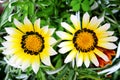 Two white and Yellow flowers with red tinge for background