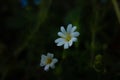 two white and yellow Greater stitchwort (Rabelera holostea) flowers Royalty Free Stock Photo
