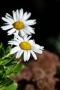 White Shasta daisies, two with dark soft focus background Royalty Free Stock Photo