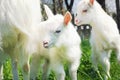 Two white young goats Royalty Free Stock Photo