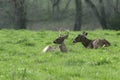 Whitetail bucks bedded down in a sunny meadow