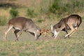 Two whitetail bucks fighting during the rutting season Royalty Free Stock Photo