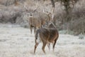 Two whitetail bucks during the full rut