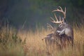 Two whitetail bucks grooming each other Royalty Free Stock Photo