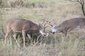 Two whitetail bucks positioning for dominance