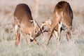 Two whitetail bucks sparring Royalty Free Stock Photo