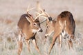 Two whitetail bucks sparring Royalty Free Stock Photo