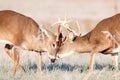 Two whitetail bucks sparring Royalty Free Stock Photo