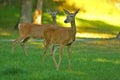 Two Whitetail Deer Royalty Free Stock Photo