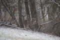 Deer in a snowy yard