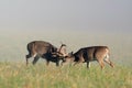 Two whitetail deer bucks sparring Royalty Free Stock Photo