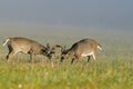 Two whitetail deer bucks sparring Royalty Free Stock Photo