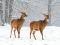 Two whitetail deer doe in a winter forest Royalty Free Stock Photo