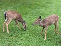 Two Whitetail Deer Eating the Grass Royalty Free Stock Photo