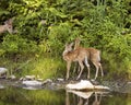 Two Whitetail Deer Fawns Royalty Free Stock Photo