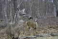 Two Whitetail Deer Looking to the Right