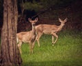 Two Whitetail Deer Behind a Tree Royalty Free Stock Photo