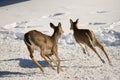 Two Whitetail Deer Running In The Snow