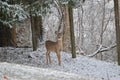 Two whitetail deer in snow Royalty Free Stock Photo