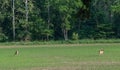 Two whitetail deer standing in field Royalty Free Stock Photo