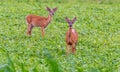 Two whitetail deer standing in green plant farm field Royalty Free Stock Photo