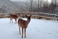 whitetail deer in the Winter Royalty Free Stock Photo