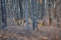 Two Whitetail Doe Deer Standing in the Woods Looking to the Right Royalty Free Stock Photo