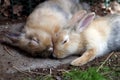 Two young rabbits lie sleeping on the floor Royalty Free Stock Photo