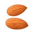 Two whole almonds nuts without shell. Vector color realistic icon.